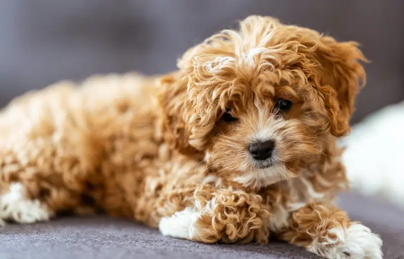 Cavapoo Puppies