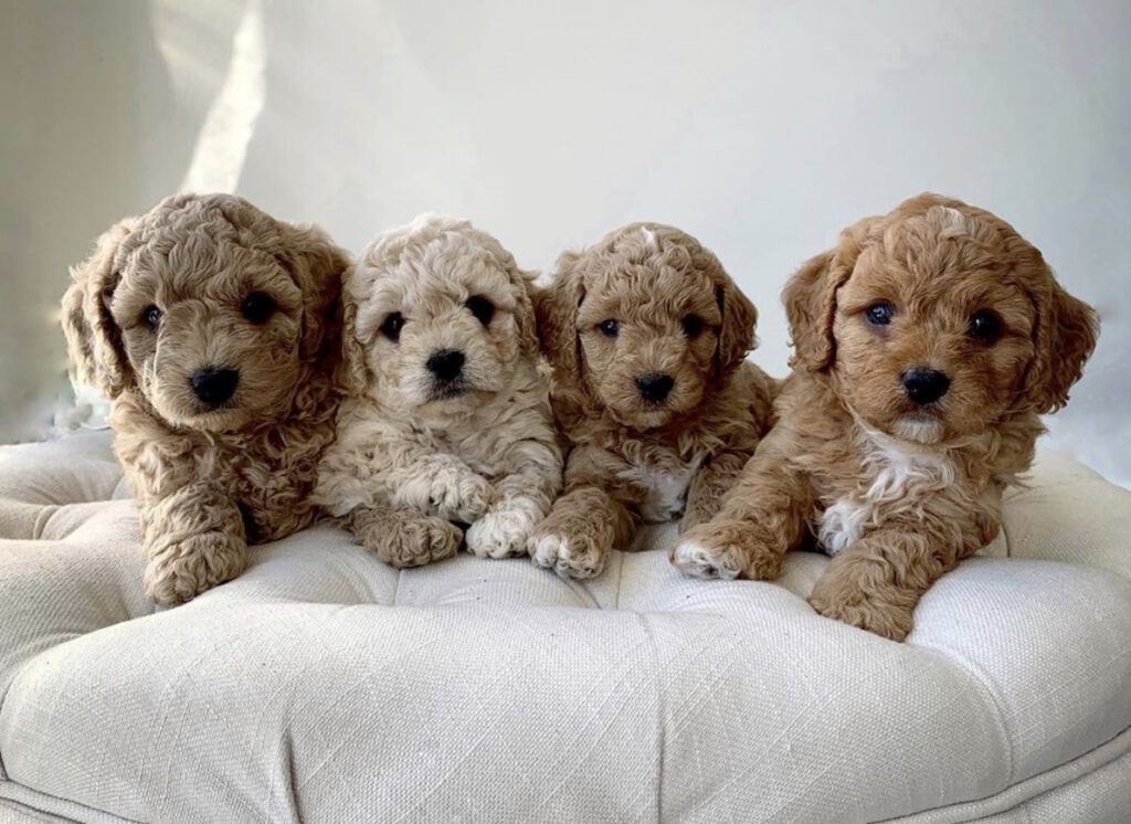 Cavapoo Puppies